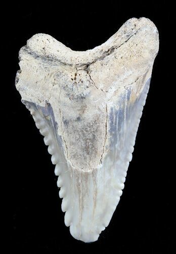 Colorful, Hemipristis Shark Tooth Fossil - Virginia #50048